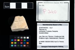 Foto (Objekt + Etikett) von Pithonoton sp.  (NHMW-GEO-2014-0194-0240)